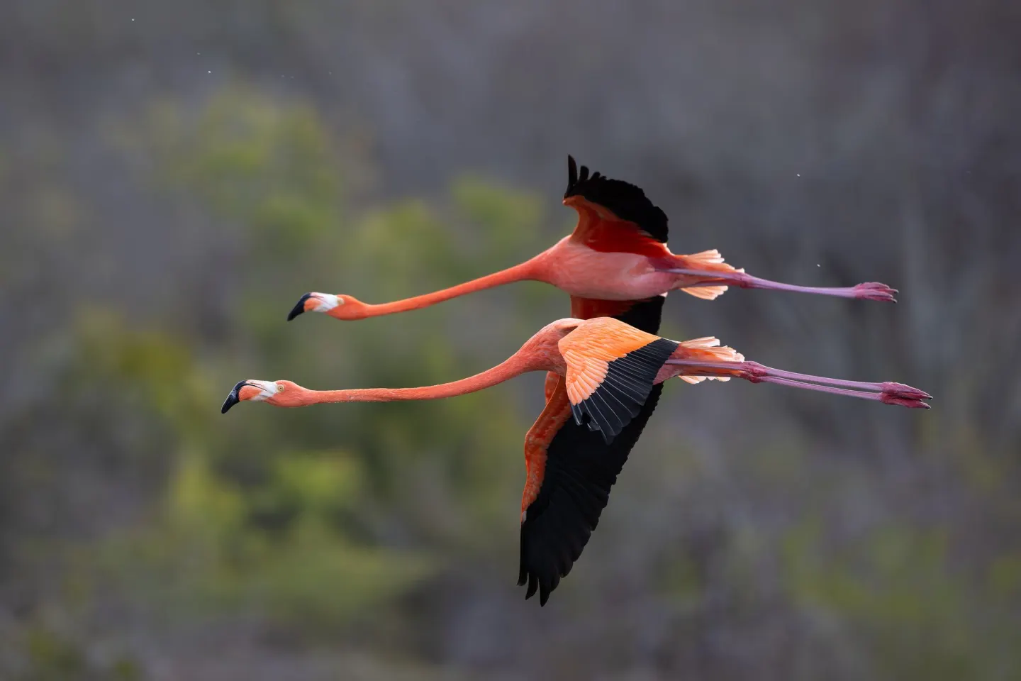 Waar je op Curaçao flamingo's ziet