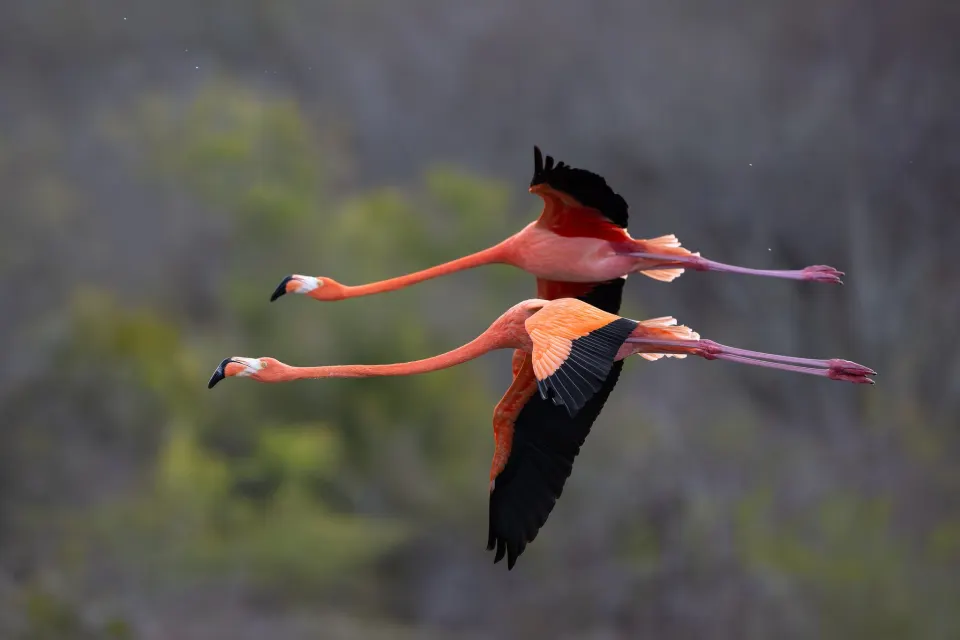 Waar je op Curaçao flamingo's ziet